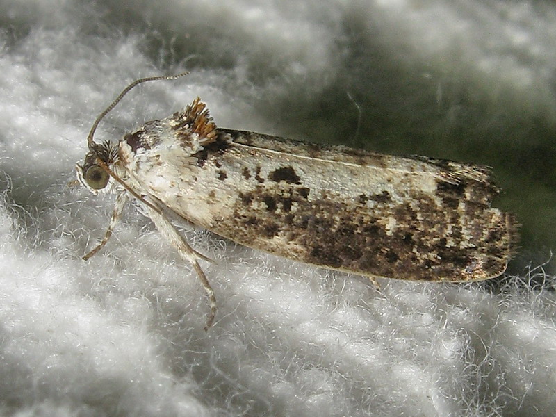 Tortricidae: Hedya salicella